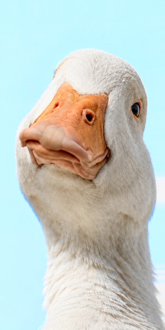 Goose giving a skeptical look