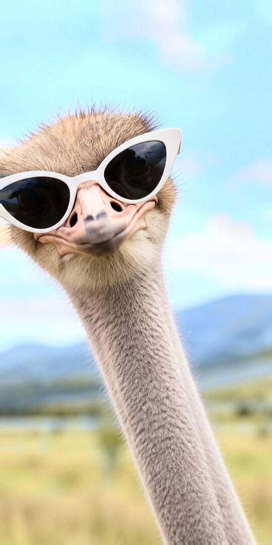 Ostrich in cat-eye sunglasses