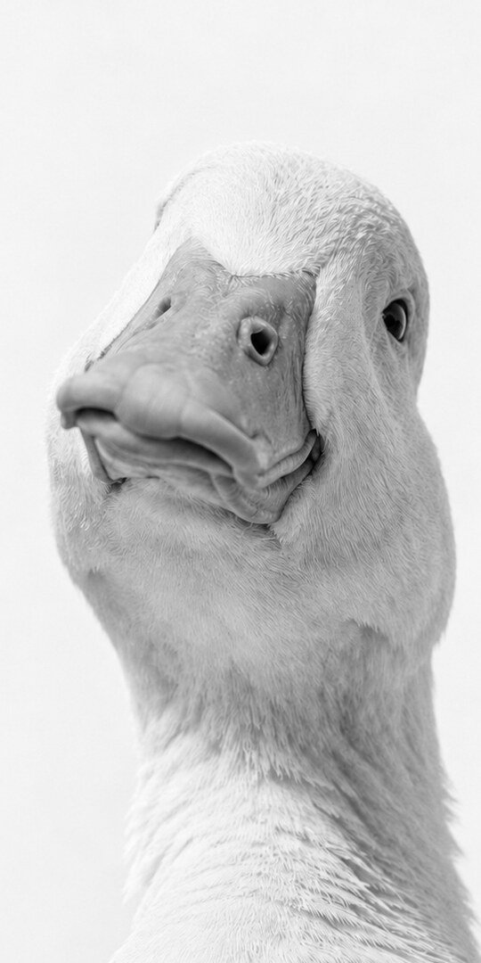 Goose giving a skeptical look